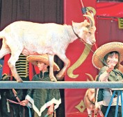 Zirkus am Hinkelstein 2012