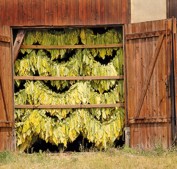 Tabakanbau in Lorsch 2012