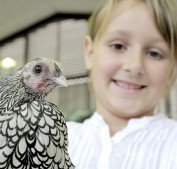 Lokalschau des GZV Hähnlein 2012