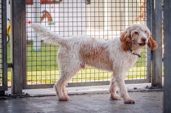 Gaston aus Tierheim Pfungstadt