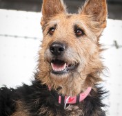 Guapa aus Tierheim Pfungstadt