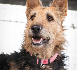 Guapa aus Tierheim Pfungstadt