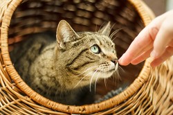 Juvel aus Tierheim Pfungstadt