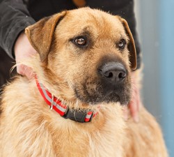 Manfred aus Tierheim Pfungstadt