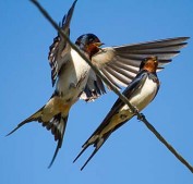 Rauchschwalbe NABU Seeheim-Jugenheim